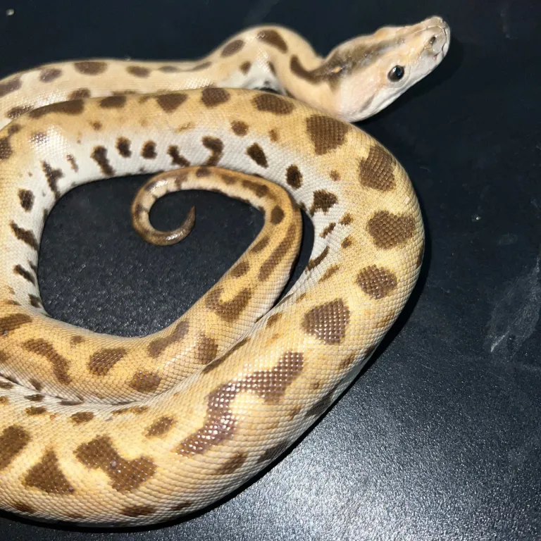 Musterloser Albino-Tigerpython Musterloser Albino-Tigerpython