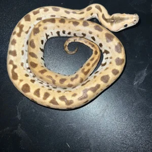 Musterloser Albino-Tigerpython