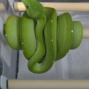 Grüner Baumpython Morelia viridis