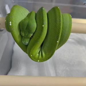 Grüner Baumpython Morelia viridis
