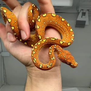 Junger Baumpython Morelia Viridis Biak