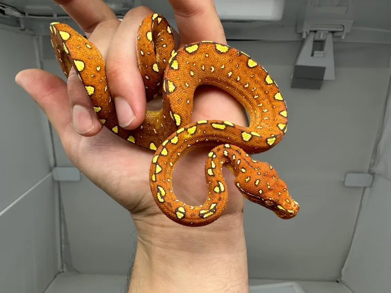 Junger Baumpython Morelia Viridis Biak Junger Baumpython Morelia Viridis Biak