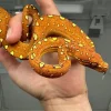 Junger Baumpython Morelia Viridis Biak