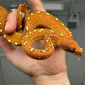 Junger Baumpython Morelia Viridis Biak