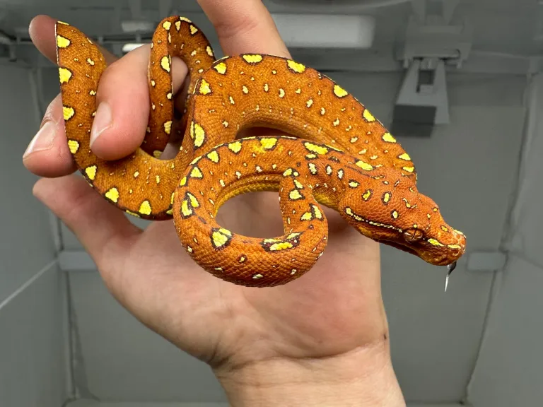 Junger Baumpython Morelia Viridis Biak Junger Baumpython Morelia Viridis Biak