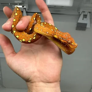 Junger Baumpython Morelia Viridis Biak