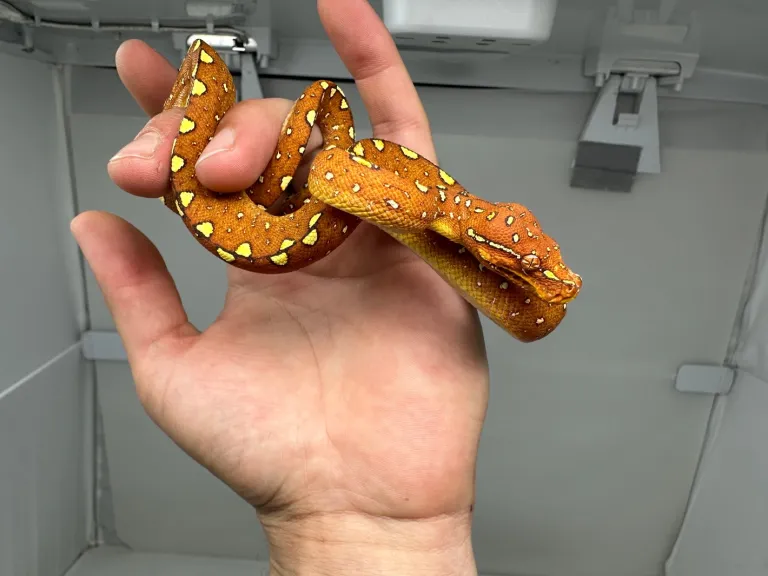 Young tree python Morelia Viridis Biak Junger Baumpython Morelia Viridis Biak