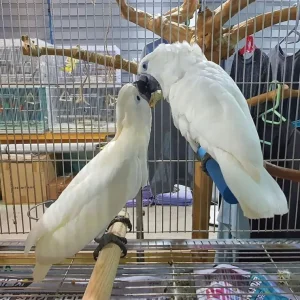 White-crested cockatoo pair for sale, 6 months old