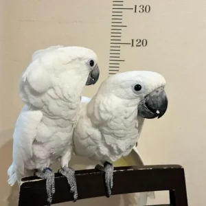 White-crested cockatoo pair for sale, 6 months old