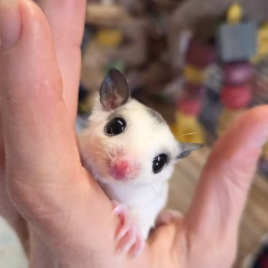 Männliches Gleithörnchen