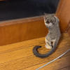 Galago zu verkaufen Deutschland – Schatz, 3 Monate altes Weibchen