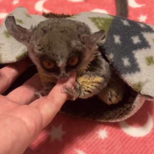 Otto – 3 Monate alter, männlicher Galago zu verkaufen