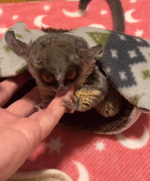 Otto – 3 Monate alter, männlicher Galago zu verkaufen Otto – 3 Monate alter, männlicher Galago zu verkaufen