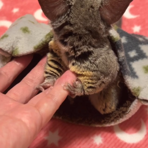 Otto – 3 Monate alter, männlicher Galago zu verkaufen