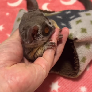 Maus – 3 Monate alter, männlicher Galago zu verkaufen