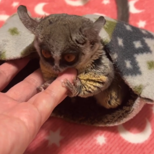 Maus – 3 Monate alter, männlicher Galago zu verkaufen