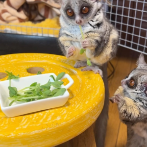 Galago zu verkaufen Deutschland
