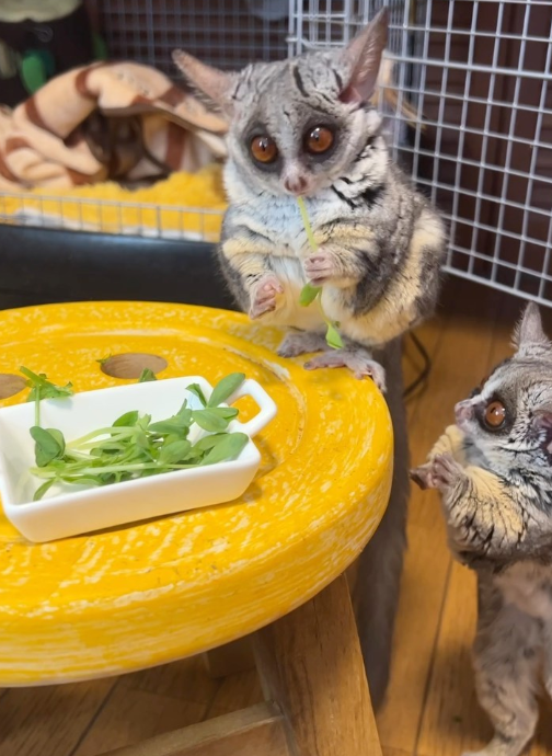 Galago zu verkaufen Deutschland Galago zu verkaufen Deutschland