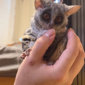 Galago zu verkaufen Deutschland – Schatz, 3 Monate altes Weibchen