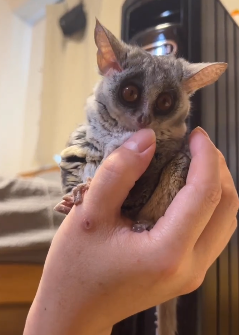 Galago zu verkaufen Deutschland – Schatz, 3 Monate altes Weibchen Galago zu verkaufen Deutschland – Schatz, 3 Monate altes Weibchen