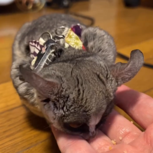 Galago zu verkaufen Deutschland – Schatz, 3 Monate altes Weibchen