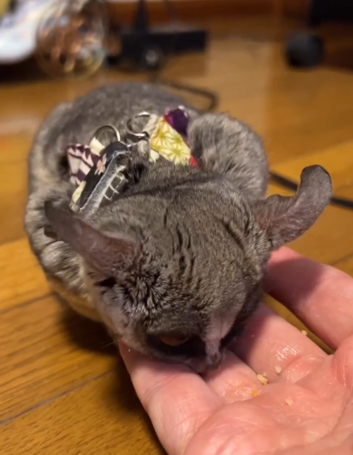 Galago zu verkaufen Deutschland – Schatz, 3 Monate altes Weibchen Galago zu verkaufen Deutschland – Schatz, 3 Monate altes Weibchen
