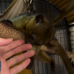 Männlicher Kinkajou Deutschland – Bruno, 3 Monate alt