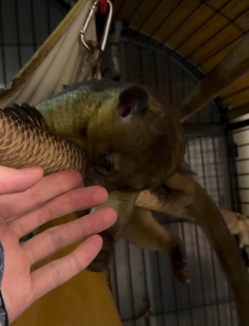 Männlicher Kinkajou Deutschland – Bruno, 3 Monate alt Männlicher Kinkajou Deutschland – Bruno, 3 Monate alt