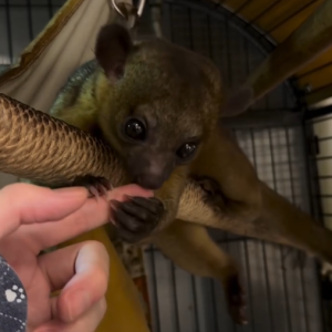 Männlicher Kinkajou Deutschland – Bruno, 3 Monate alt