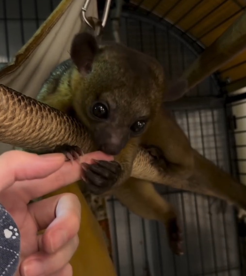 Männlicher Kinkajou Deutschland – Bruno, 3 Monate alt Männlicher Kinkajou Deutschland – Bruno, 3 Monate alt