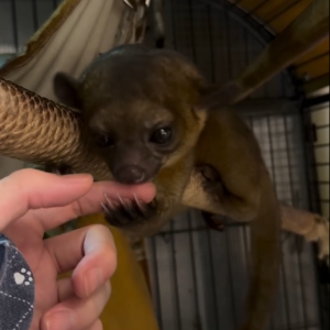 Männlicher Kinkajou Deutschland – Bruno, 3 Monate alt