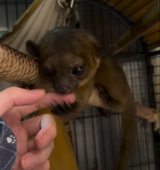 Männlicher Kinkajou Deutschland – Bruno, 3 Monate alt Männlicher Kinkajou Deutschland – Bruno, 3 Monate alt