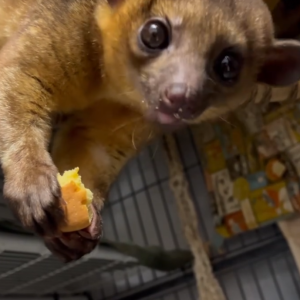 Kinkajou Baby Deutschland – Bella, 3 Monate weiblich