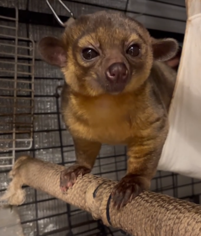 Junger Kinkajou Deutschland – Max, 3 Monate männlich Junger Kinkajou Deutschland – Max, 3 Monate männlich