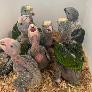 Gelbkopfamazone Deutschland – Kiwi, 1 Monat alt