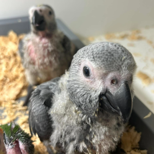 Baby Graupapagei Deutschland – Coco, 1 Monat alt