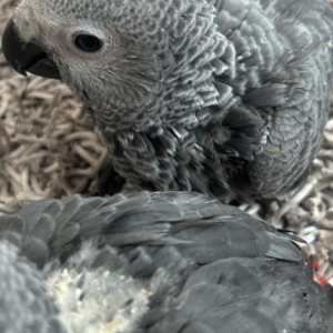 Baby Graupapagei Deutschland – Coco, 1 Monat alt