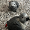 Baby Graupapagei Deutschland – Coco, 1 Monat alt