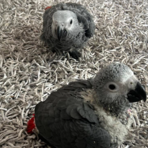 Baby Graupapagei Deutschland – Coco, 1 Monat alt
