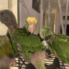 Chico Amazonenpapagei