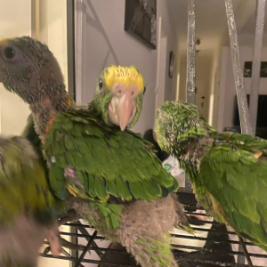 Chico Amazonenpapagei