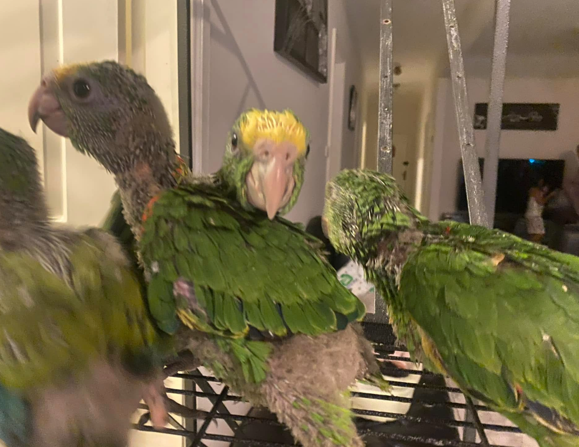 Chico Amazonenpapagei Chico Amazonenpapagei