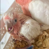 Major Mitchell Kakadu Deutschland – Sammy, 3 Monate alt