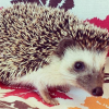 Igel Baby Deutschland – Mikel, 2 Monate männlich