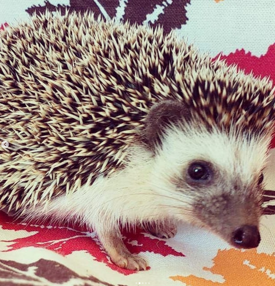 Igel Baby Deutschland – Mikel, 2 Monate männlich Igel Baby Deutschland – Mikel, 2 Monate männlich