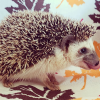 Igel Baby Deutschland – Anneca