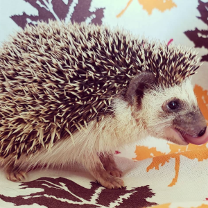 Igel Baby Deutschland – Anneca