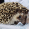 Igel Baby Deutschland