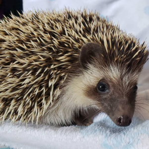 Igel Baby Deutschland