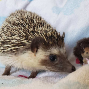 Igel Baby Deutschland
